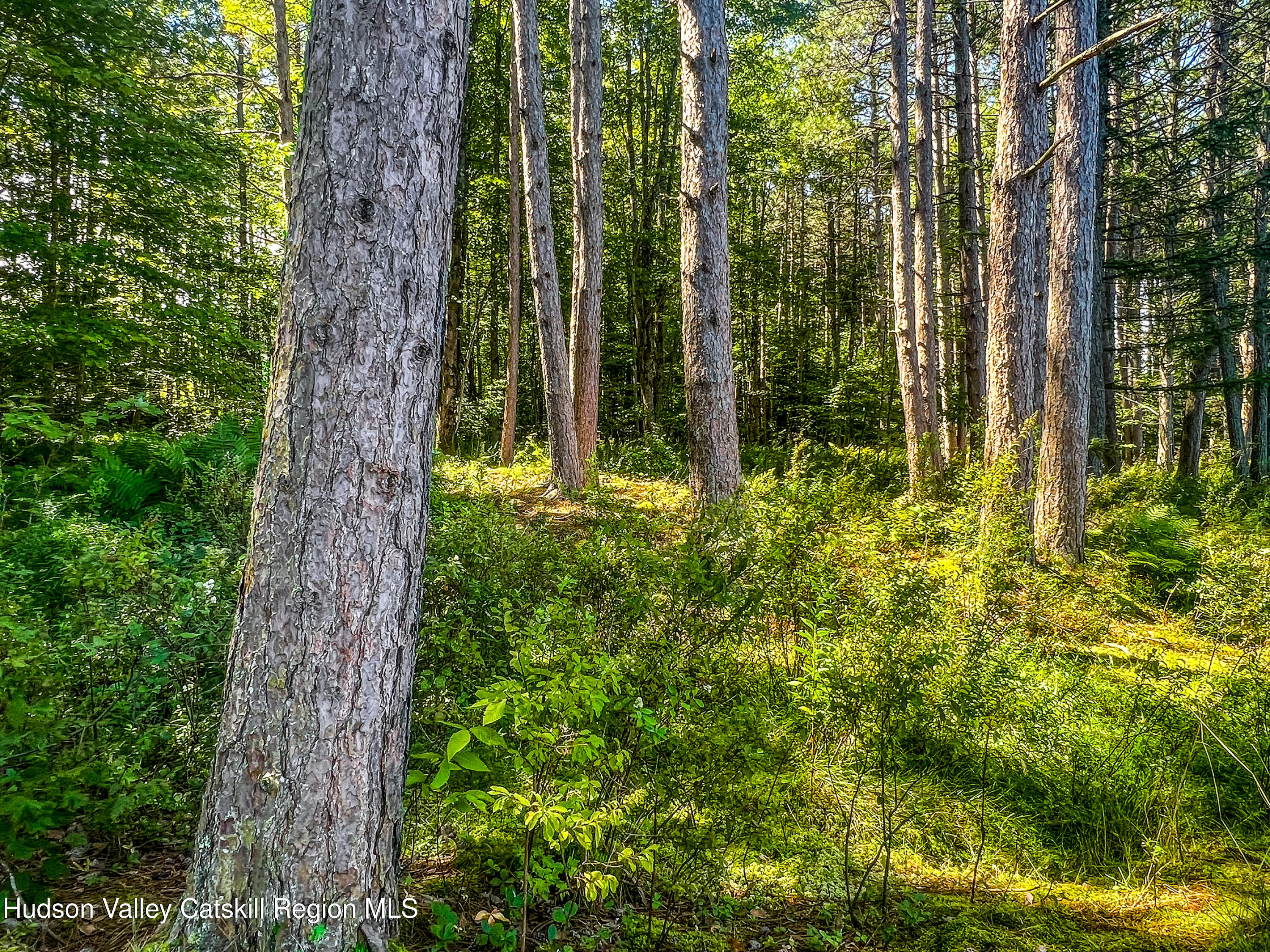 0 East Masonville Pond Road Sidney Center, NY 13839 - Photo 15 of 34 a plant of lots of trees