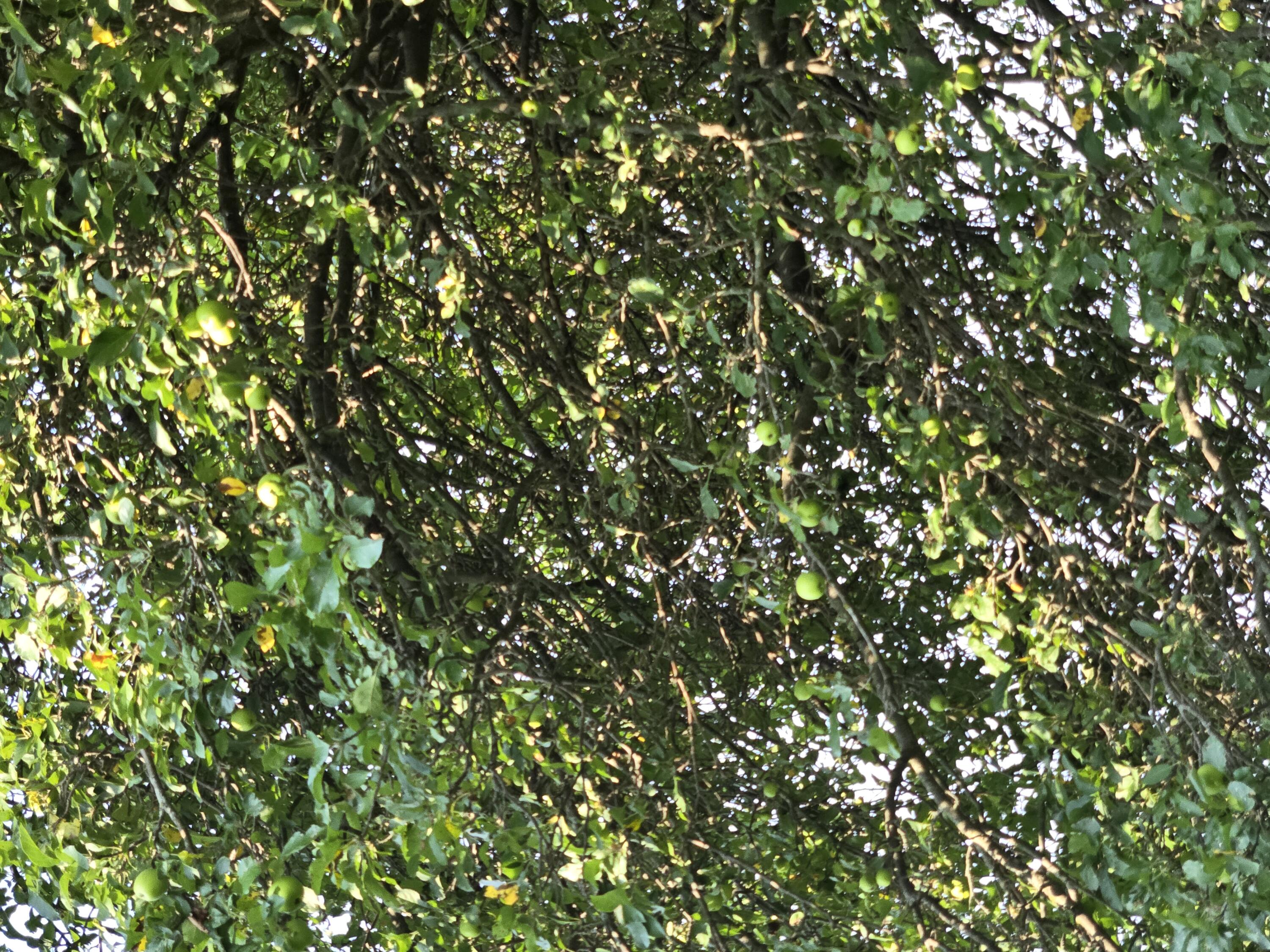 14320 Ostrander Road Maybee, MI 48159 - Photo 68 of 68 20250802_170531