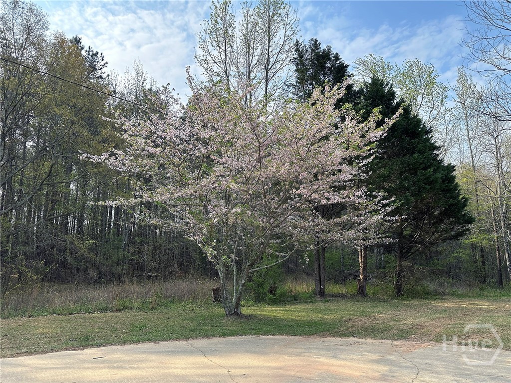 1104 Farm Road Colbert, GA 30628 - Photo 32 of 39 Tree