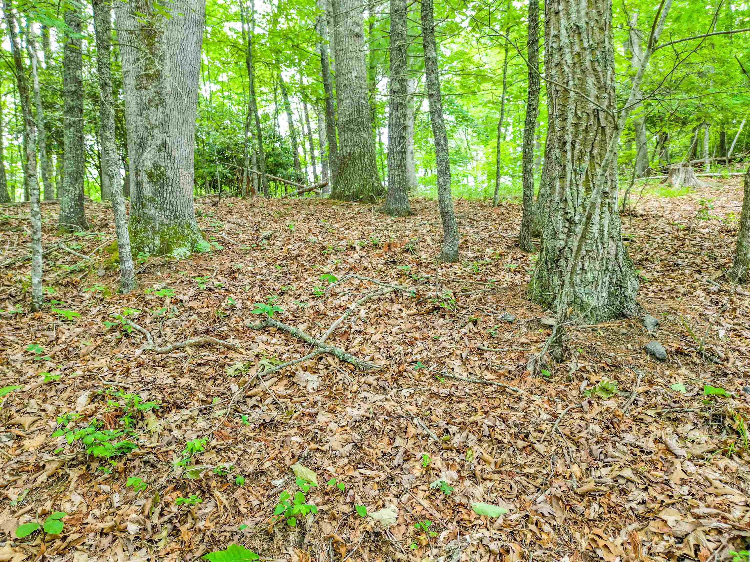 495 Spangler Mill Road Northeast Floyd, VA 24091 - Photo 14 of 41 Gallery Image 14
