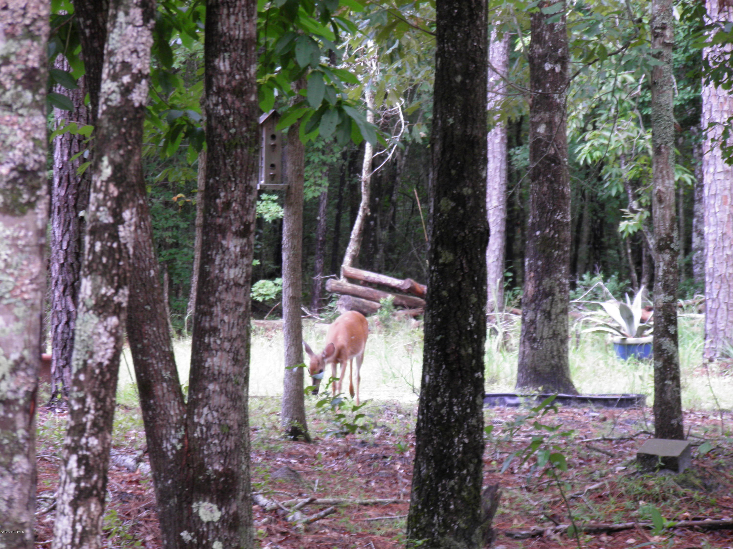 301 Jeff Road Arapahoe, NC 28510 - Photo 50 of 67 deer in yard