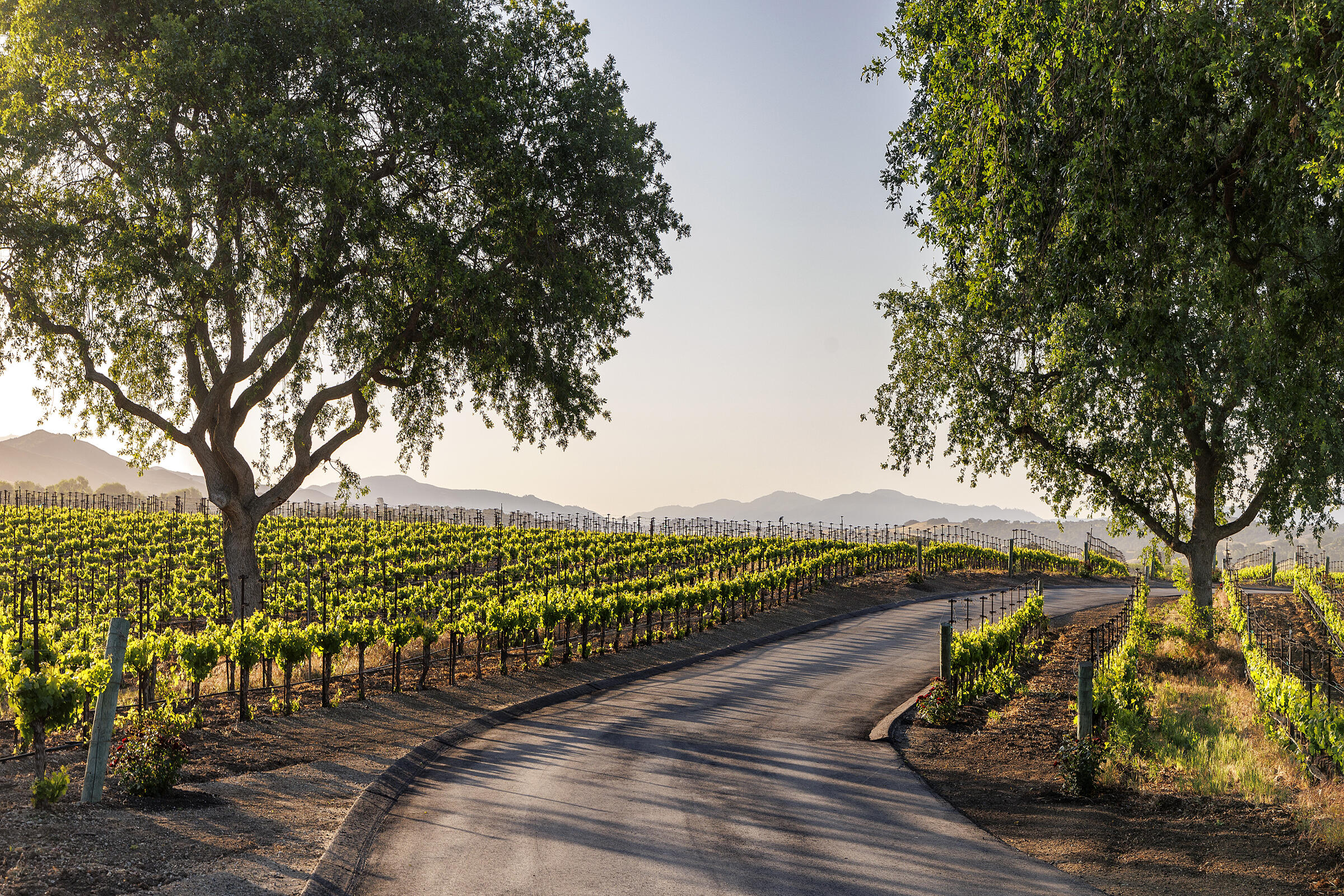 1620 Westerly Road Santa Ynez, CA 93460 - Photo 38 of 41 a view of a yard with wooden fence