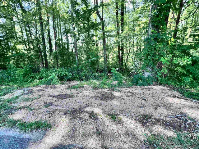 a view of a forest with trees in the background