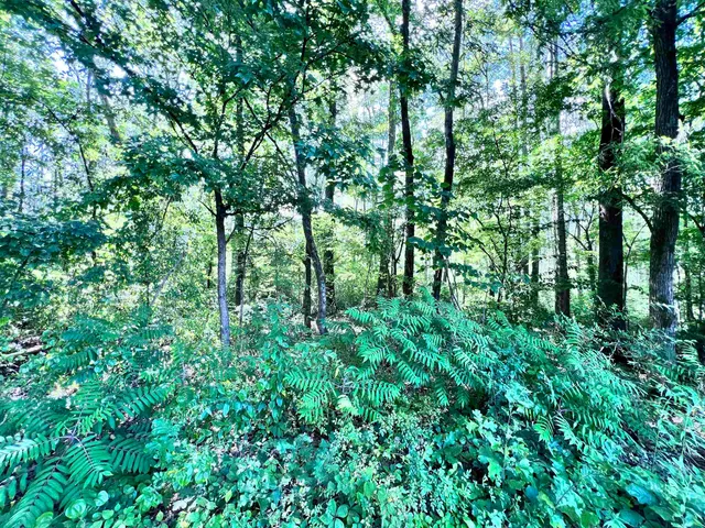 a view of a lush green forest