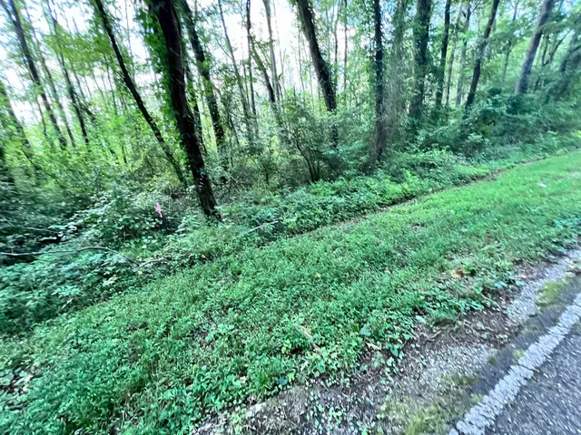 a view of a lush green forest