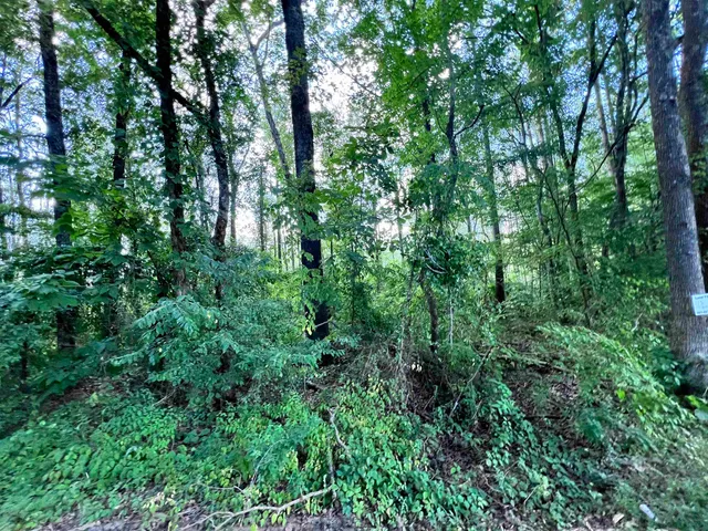 a view of a lush green forest
