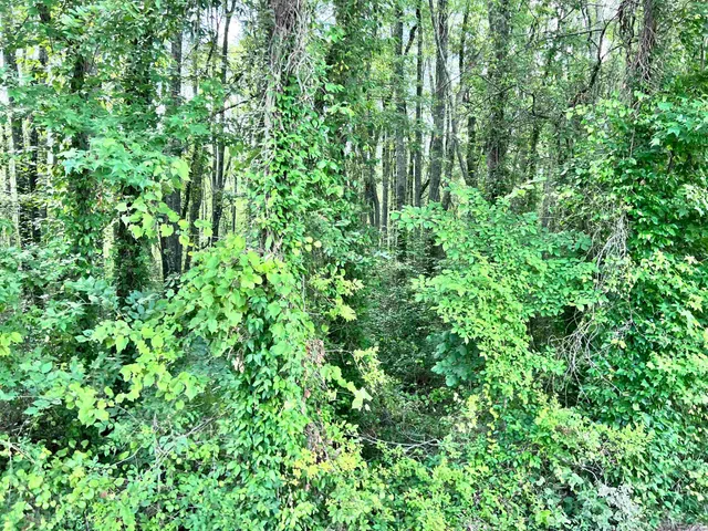 a view of a lush green forest