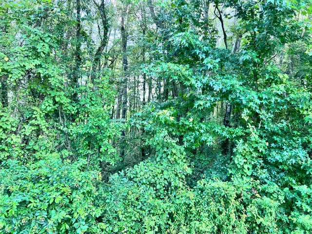 a picture of flowers