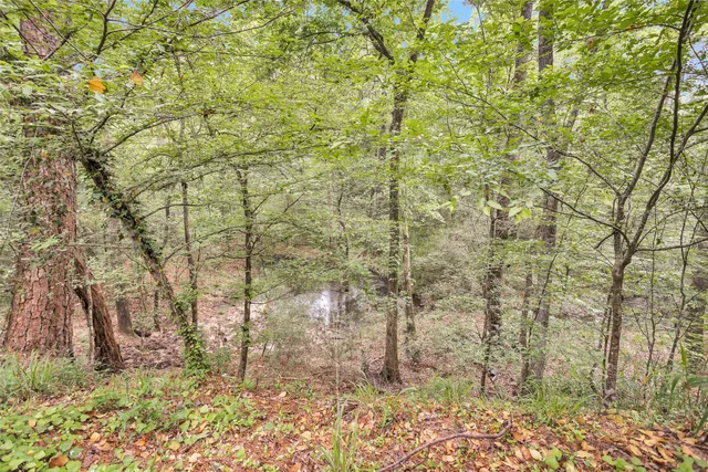 a view of a forest with trees