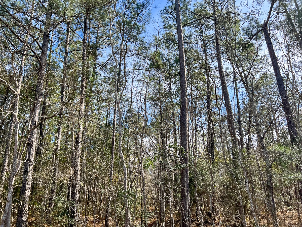 T-3 T-3 Zavalla Road Orange, TX 77632 - Photo 7 of 9 a view of forest