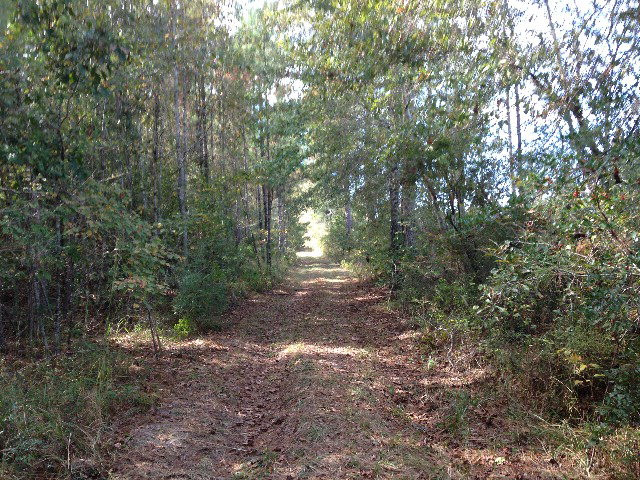 241 Anderson Canal Road Foxworth, MS 39483 - Photo 1 of 1 Main View