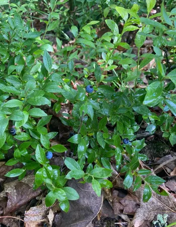 $285,000 | 14523 Bistram Road, Grantsburg, WI 54840