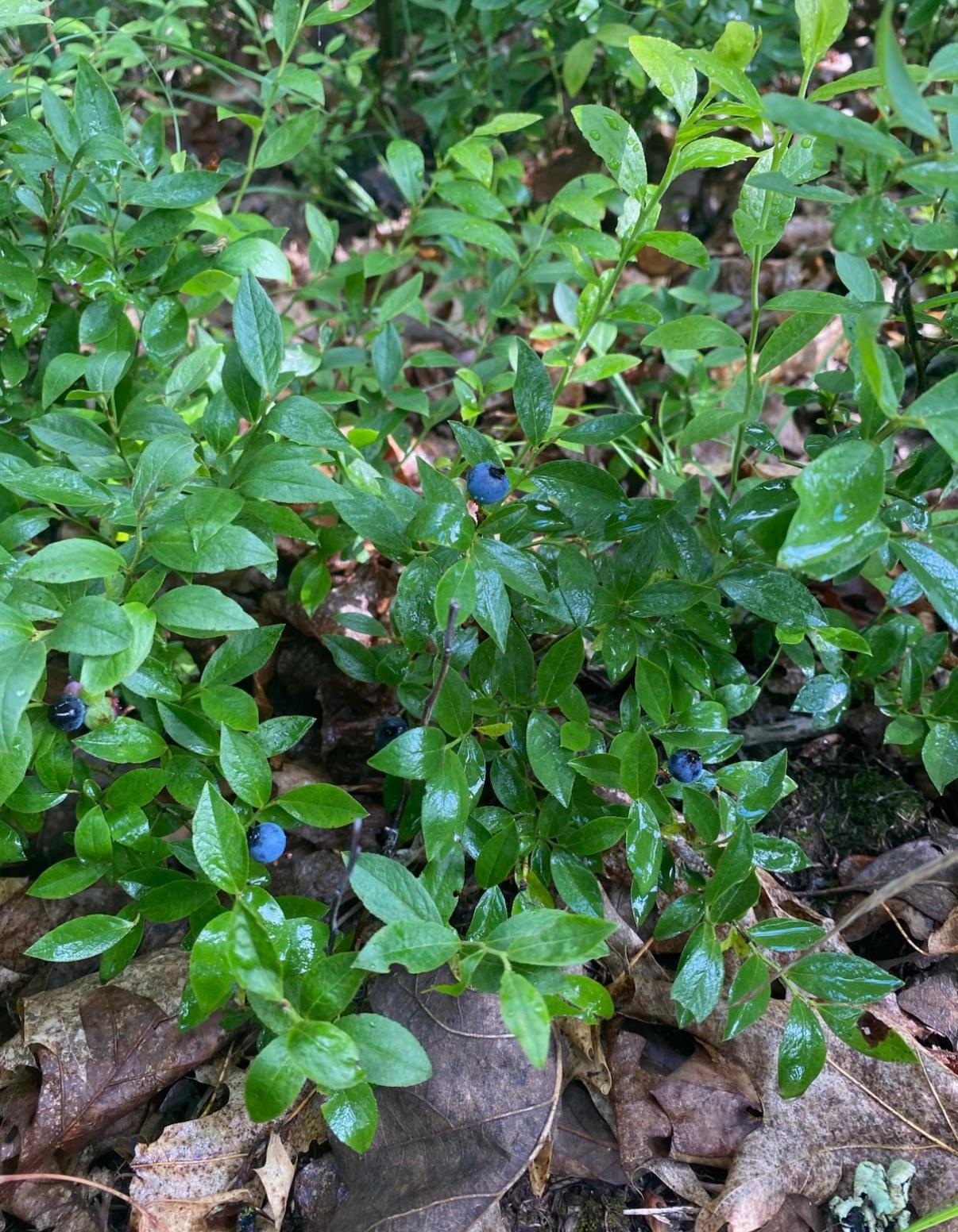 14523 Bistram Road Grantsburg, WI 54840 - Photo 8 of 34