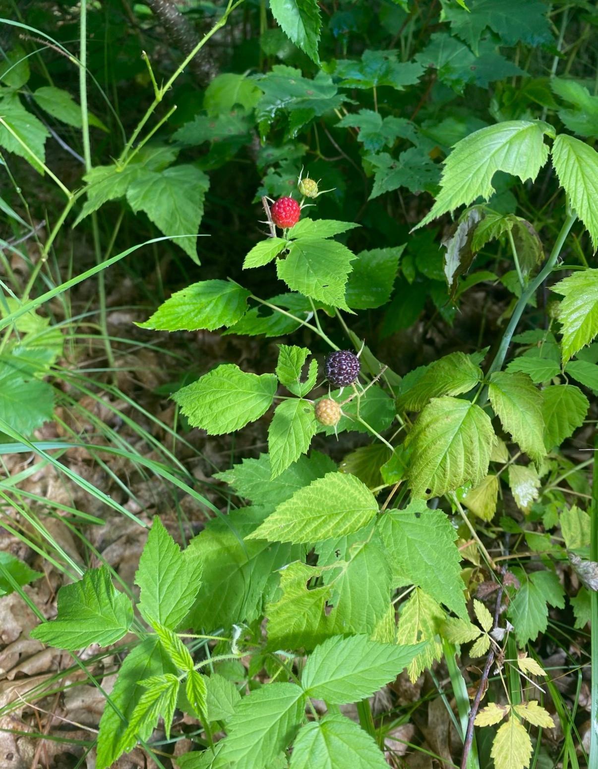 14523 Bistram Road Grantsburg, WI 54840 - Photo 9 of 34