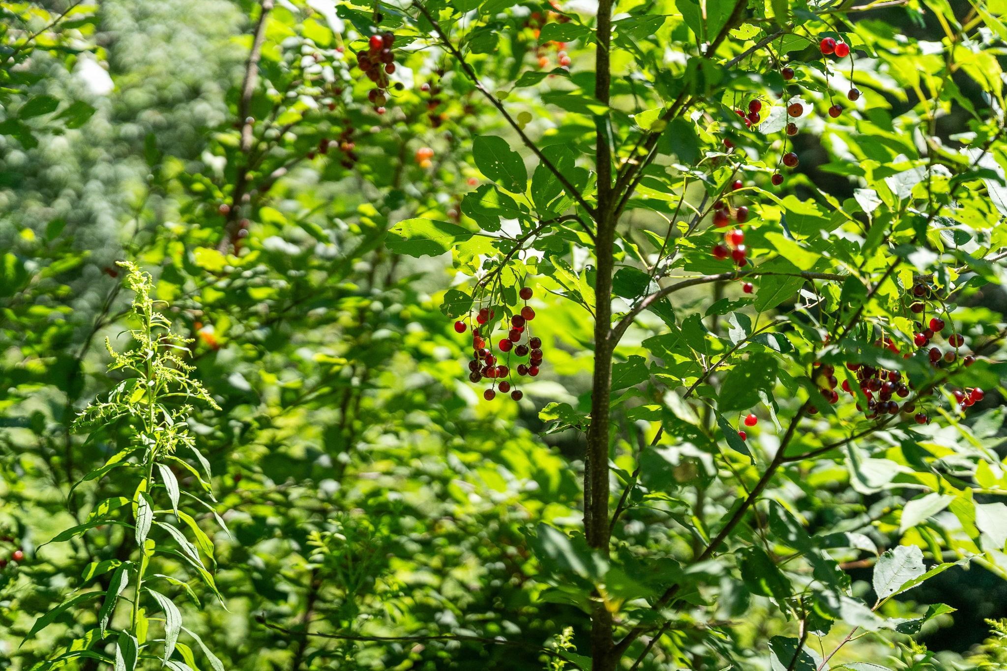 1771 Poor Farm Road Washington, VT 05675 - Photo 25 of 59 Gallery Image 25