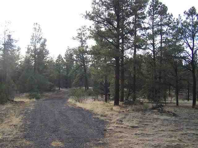0 Off County Road Nutrioso, AZ 85932 - Photo 12 of 16
