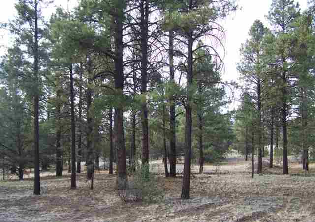 0 Off County Road Nutrioso, AZ 85932 - Photo 13 of 16
