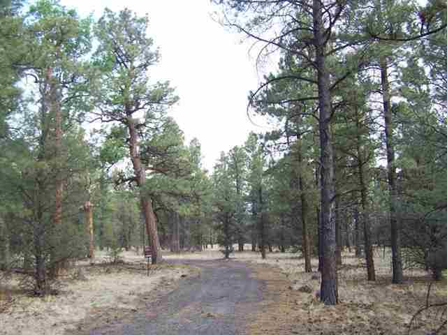 0 Off County Road Nutrioso, AZ 85932 - Photo 2 of 16