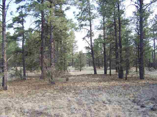 0 Off County Road Nutrioso, AZ 85932 - Photo 3 of 16