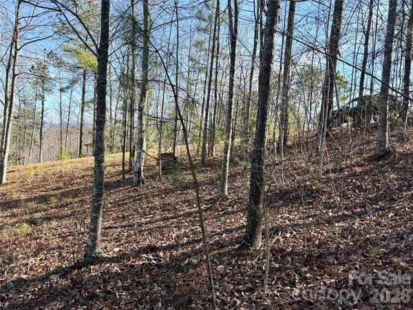 a view of a yard with plants and trees