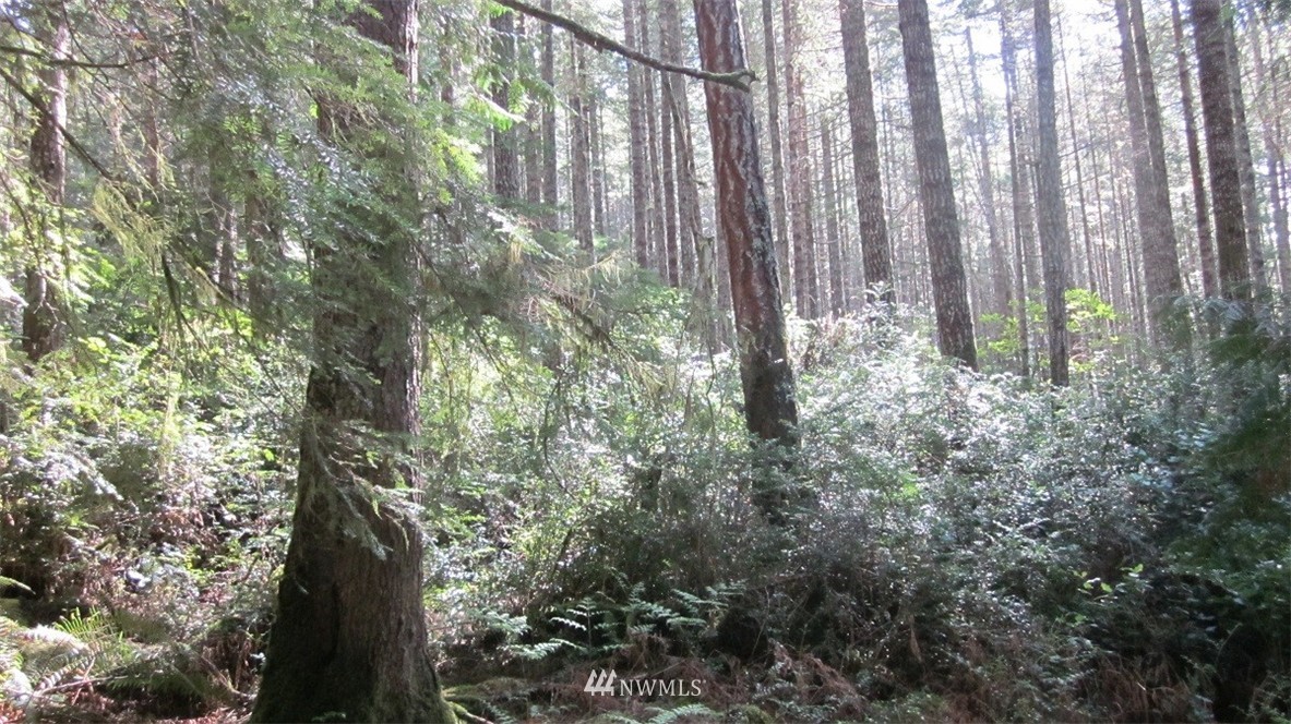 -xxx Northeast Manke Road Tahuya, WA 98588 - Photo 16 of 25 Gallery Image 16