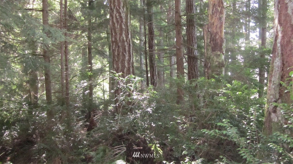 -xxx Northeast Manke Road Tahuya, WA 98588 - Photo 19 of 25 Gallery Image 19