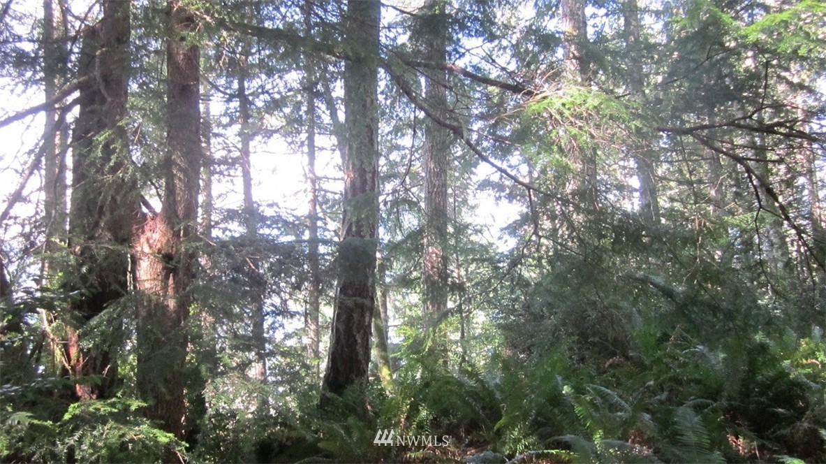 -xxx Northeast Manke Road Tahuya, WA 98588 - Photo 20 of 25 Gallery Image 20