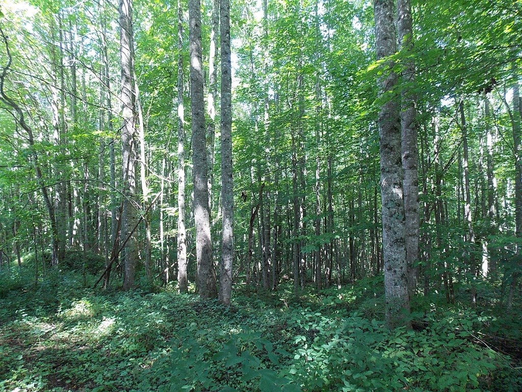Tbd Dugspur Road Dugspur, VA 24325 - Photo 3 of 19 Gallery Image 3