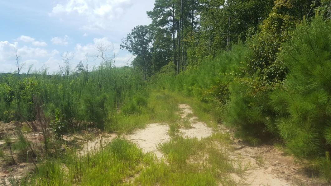1569 Jaudon Road Elberton, GA 30635 - Photo 54 of 70 20180808_154346