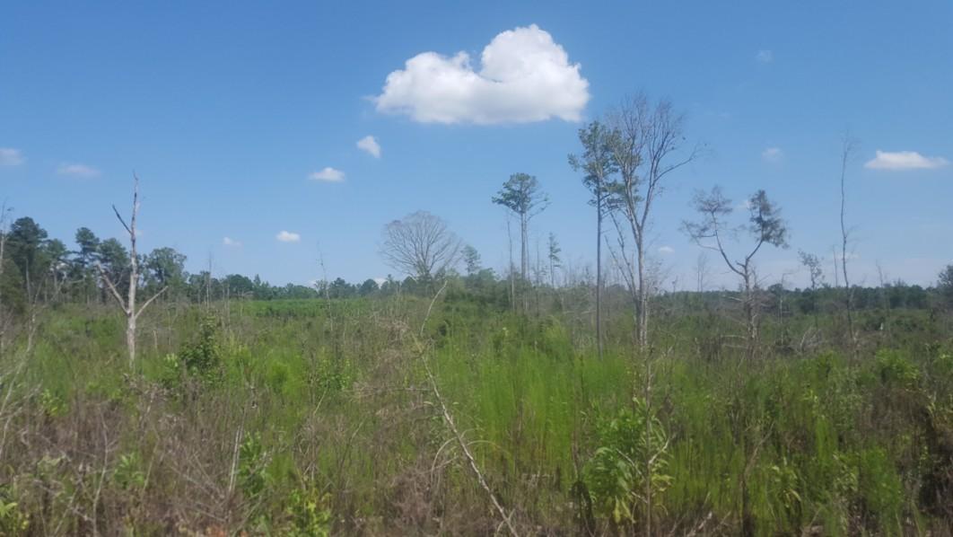 1569 Jaudon Road Elberton, GA 30635 - Photo 6 of 70 20180808_154105