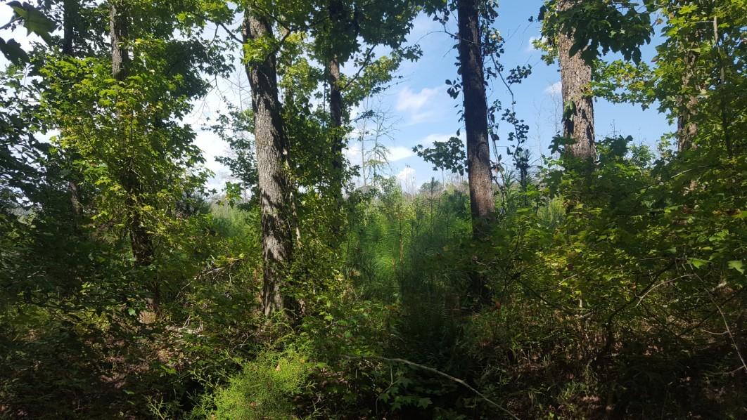 1569 Jaudon Road Elberton, GA 30635 - Photo 9 of 70 20180808_153059