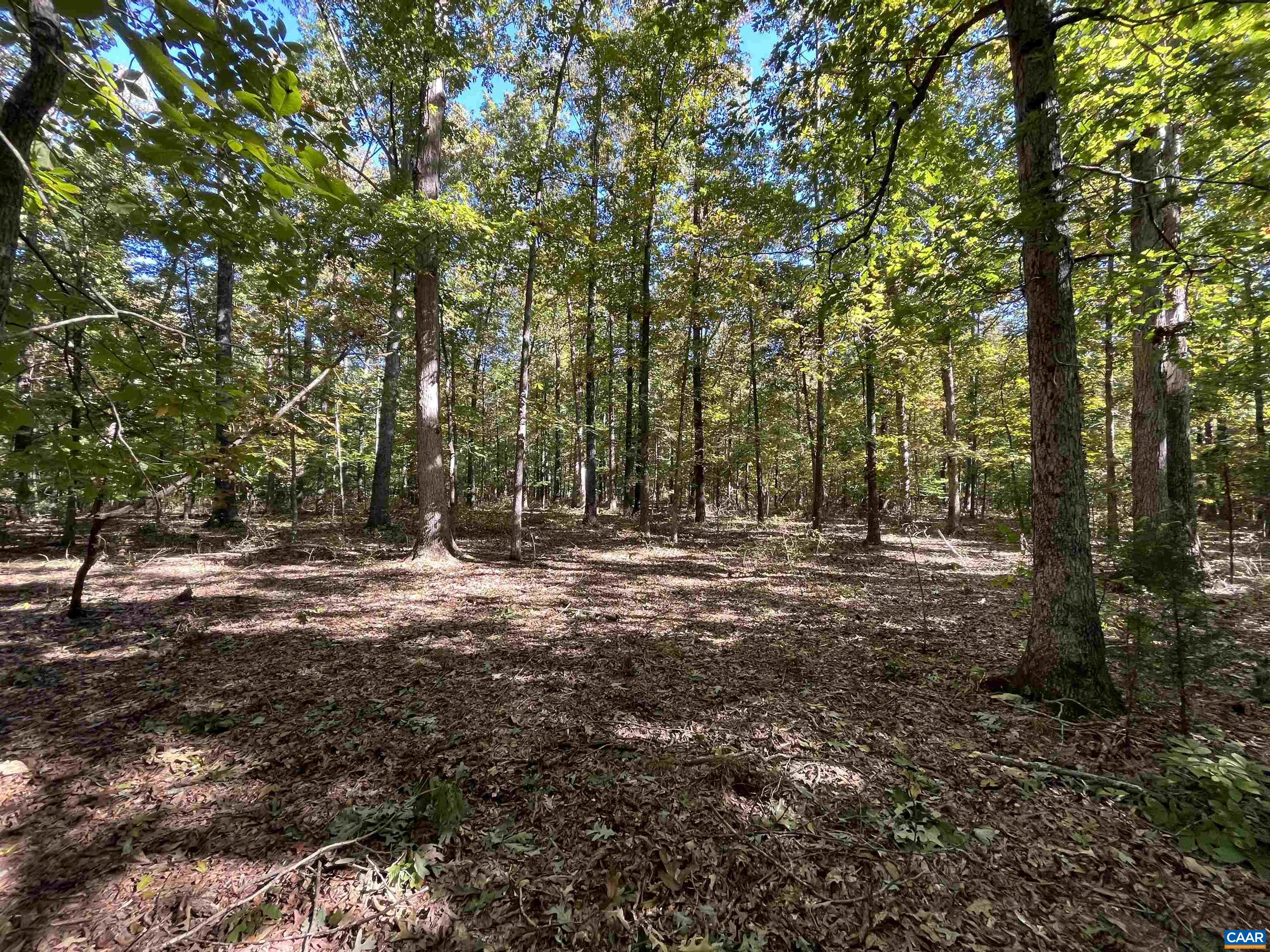 4543 Lowesville Road Arrington, VA 22922 - Photo 18 of 22 a view of a forest with trees