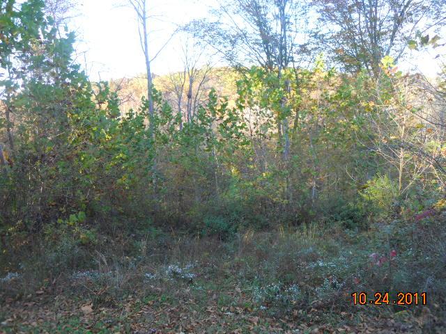 1131 Deer Ridge Road Kingston Springs, TN 37082 - Photo 9 of 12 PRETTY WOODS OUT BACK WITH SMALL BRANCH DOWN HILL