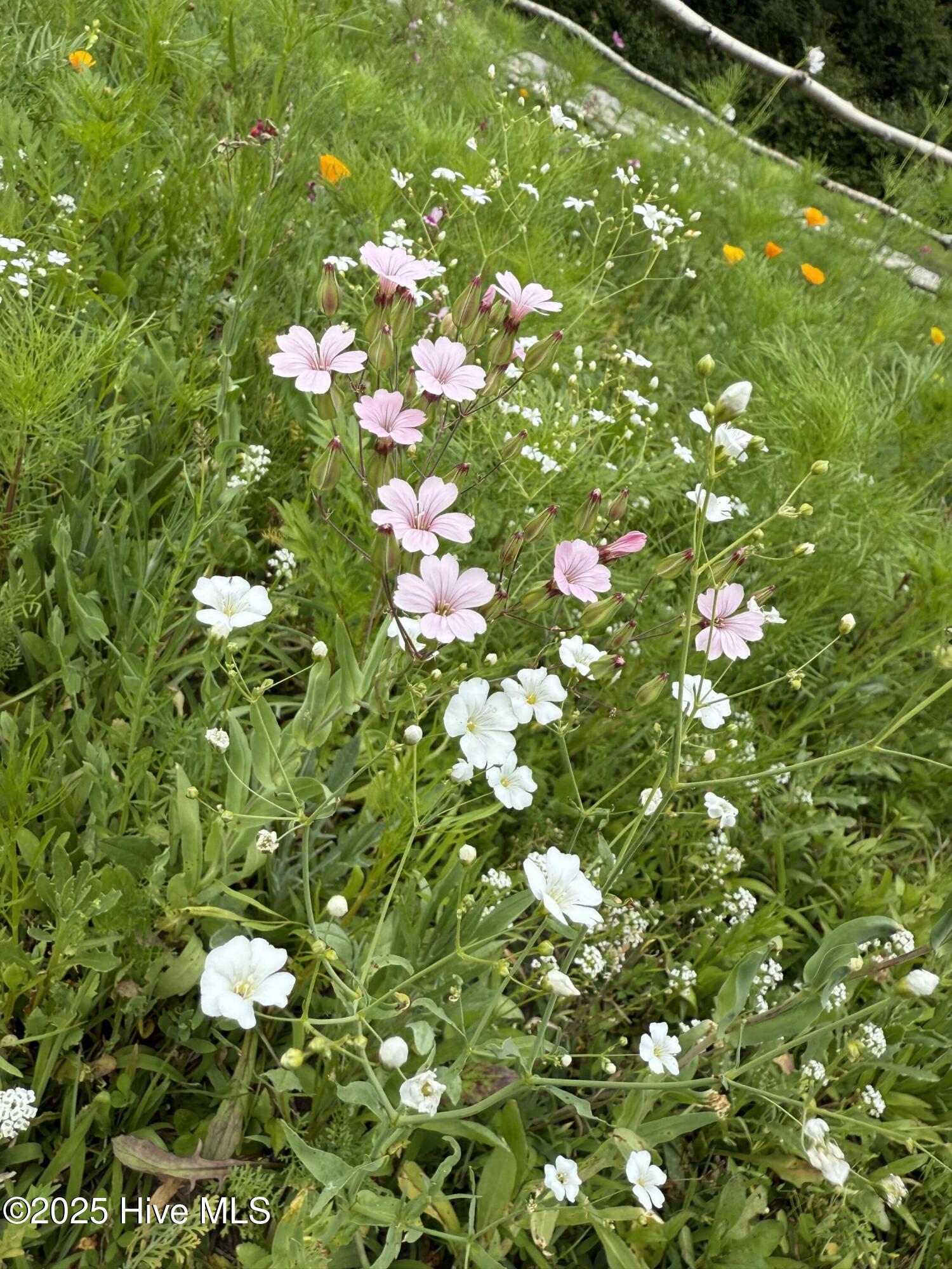 6434 Perry Road Lucama, NC 27851 - Photo 16 of 40 IMG_3346