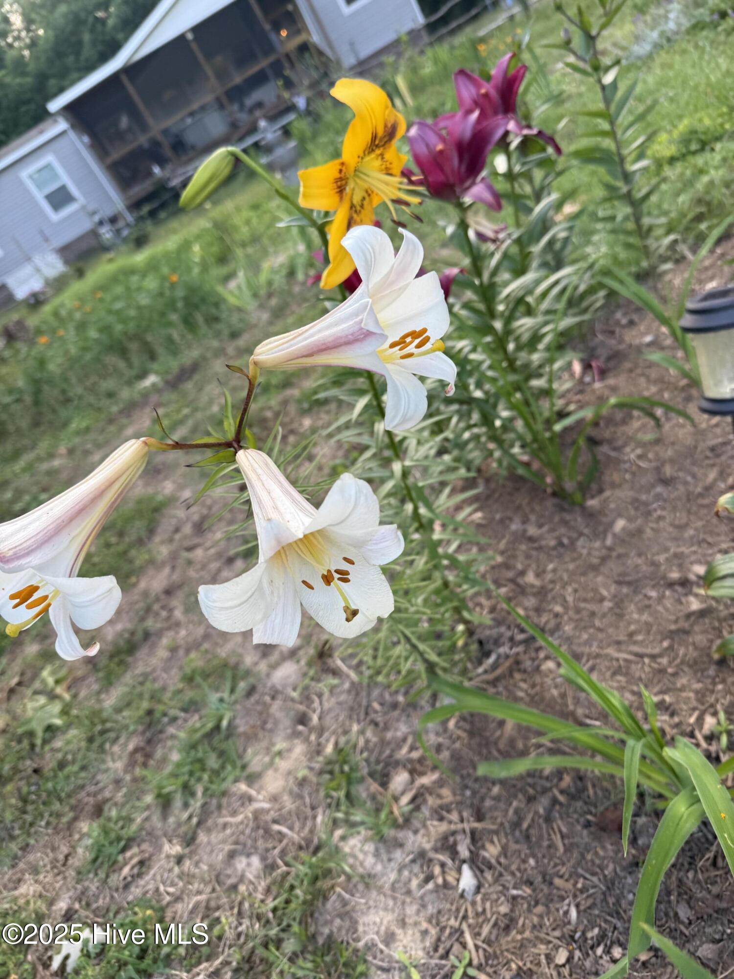 6434 Perry Road Lucama, NC 27851 - Photo 17 of 40 IMG_3619