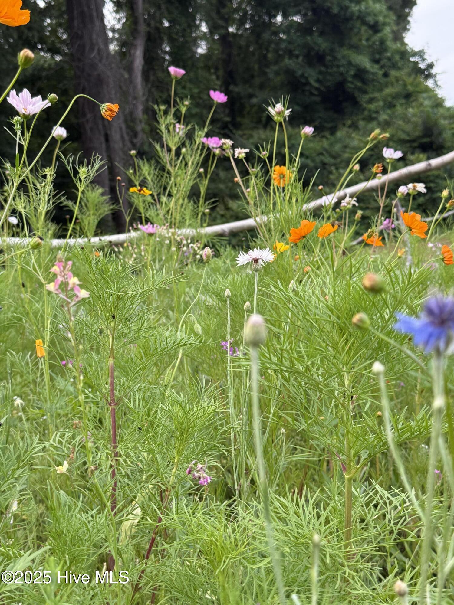 6434 Perry Road Lucama, NC 27851 - Photo 18 of 40 IMG_3747