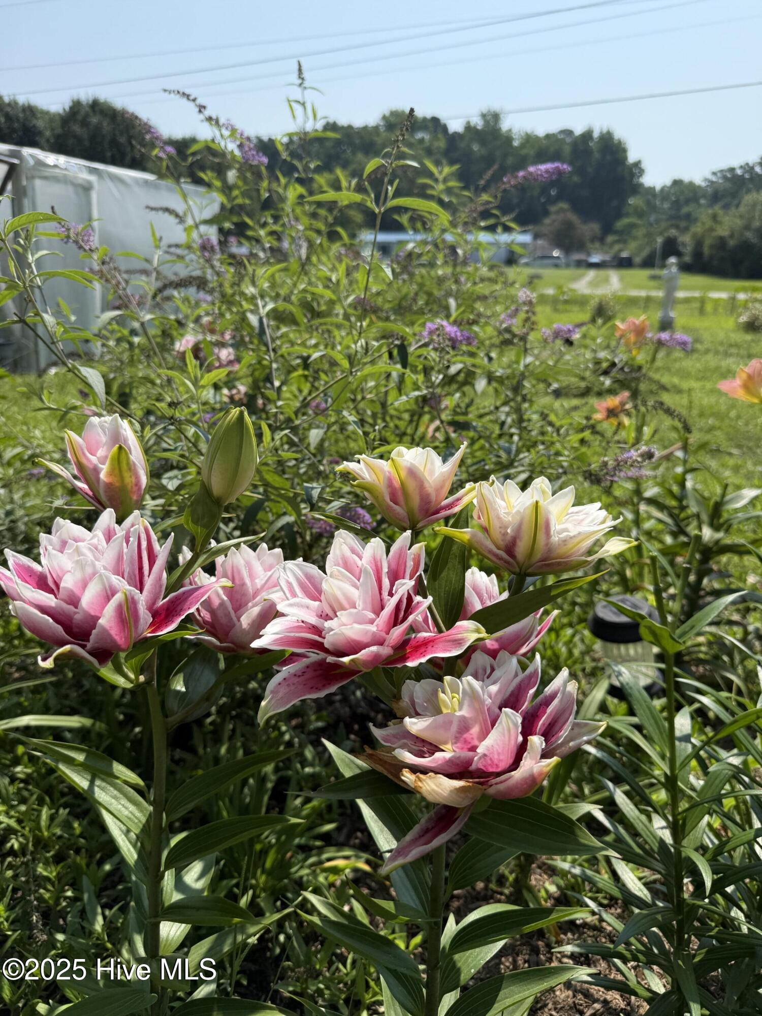 6434 Perry Road Lucama, NC 27851 - Photo 23 of 40 IMG_3956