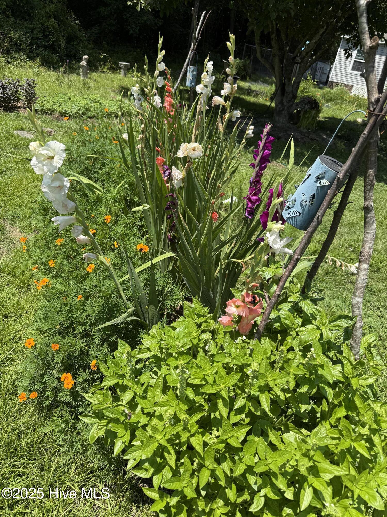 6434 Perry Road Lucama, NC 27851 - Photo 26 of 40 IMG_4061