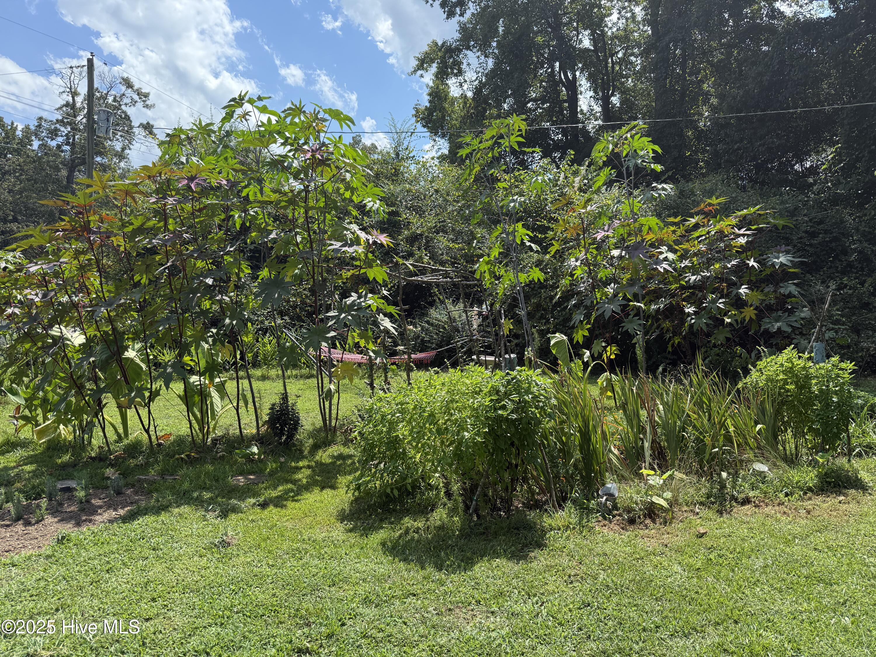 6434 Perry Road Lucama, NC 27851 - Photo 28 of 40 IMG_4746