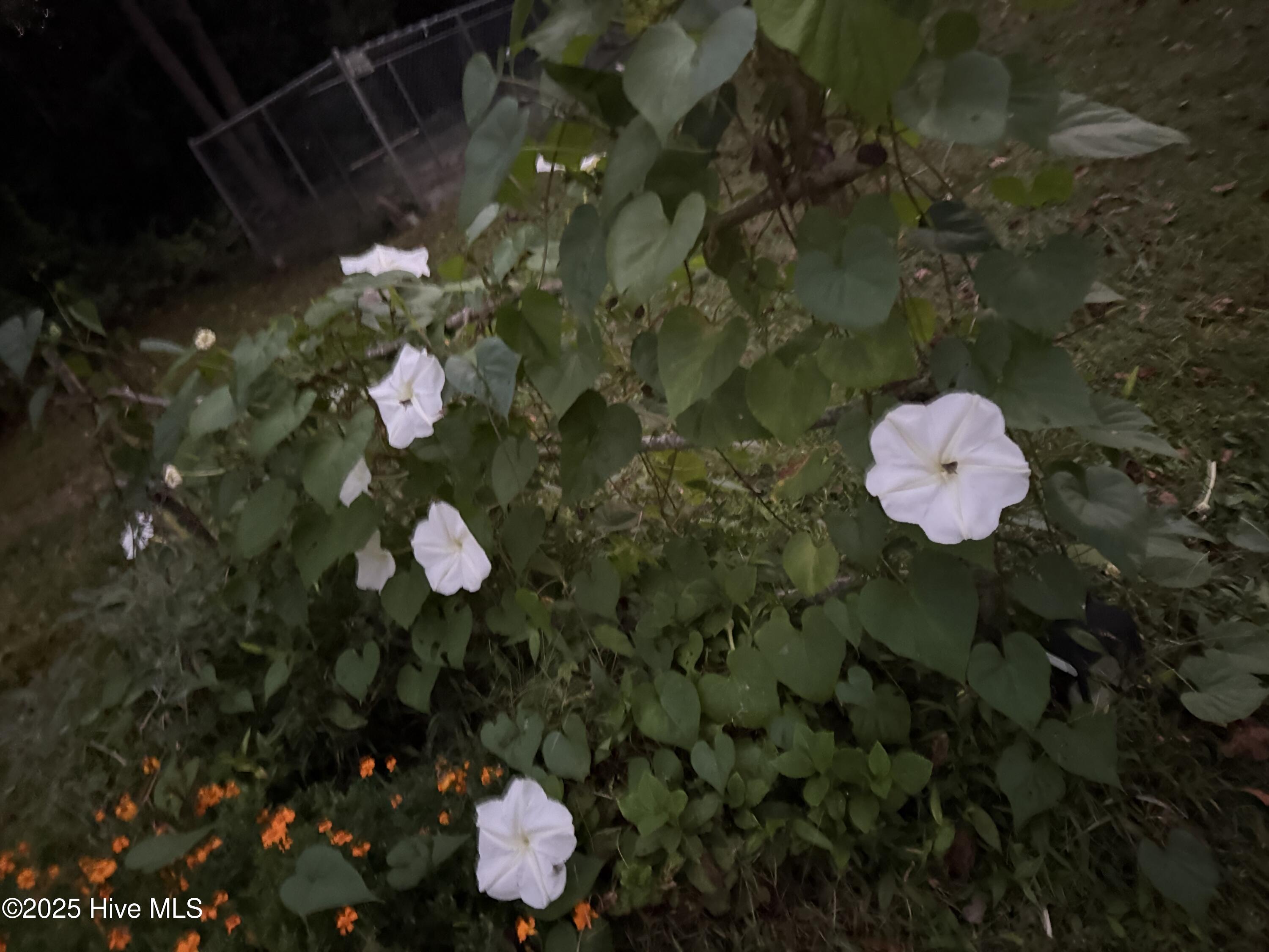 6434 Perry Road Lucama, NC 27851 - Photo 31 of 40 IMG_5077