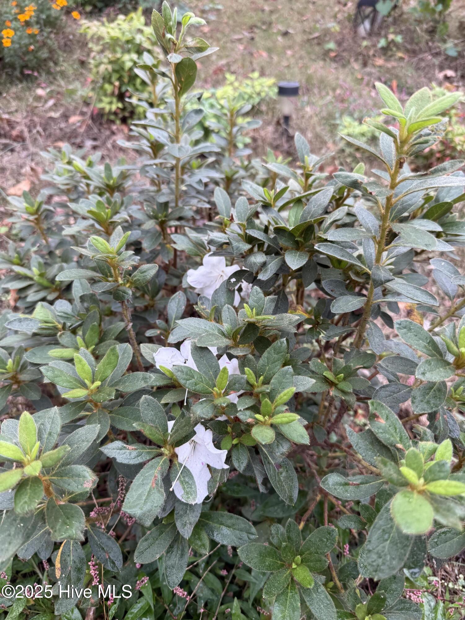 6434 Perry Road Lucama, NC 27851 - Photo 35 of 40 IMG_5399