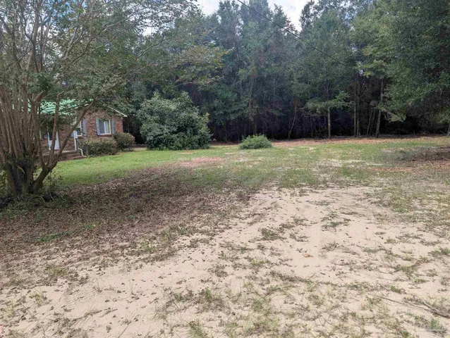 a view of a forest with trees in the background