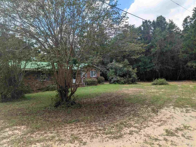 a view of a forest with trees in the background