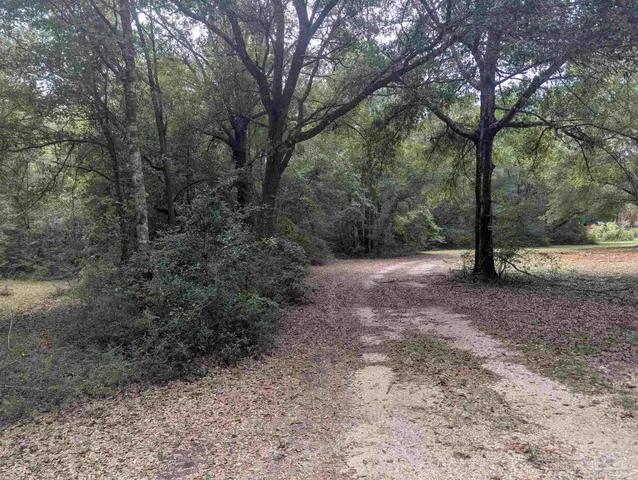 a view of a forest with trees in the background