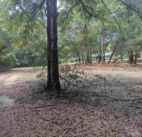 a view of a forest with trees in the background
