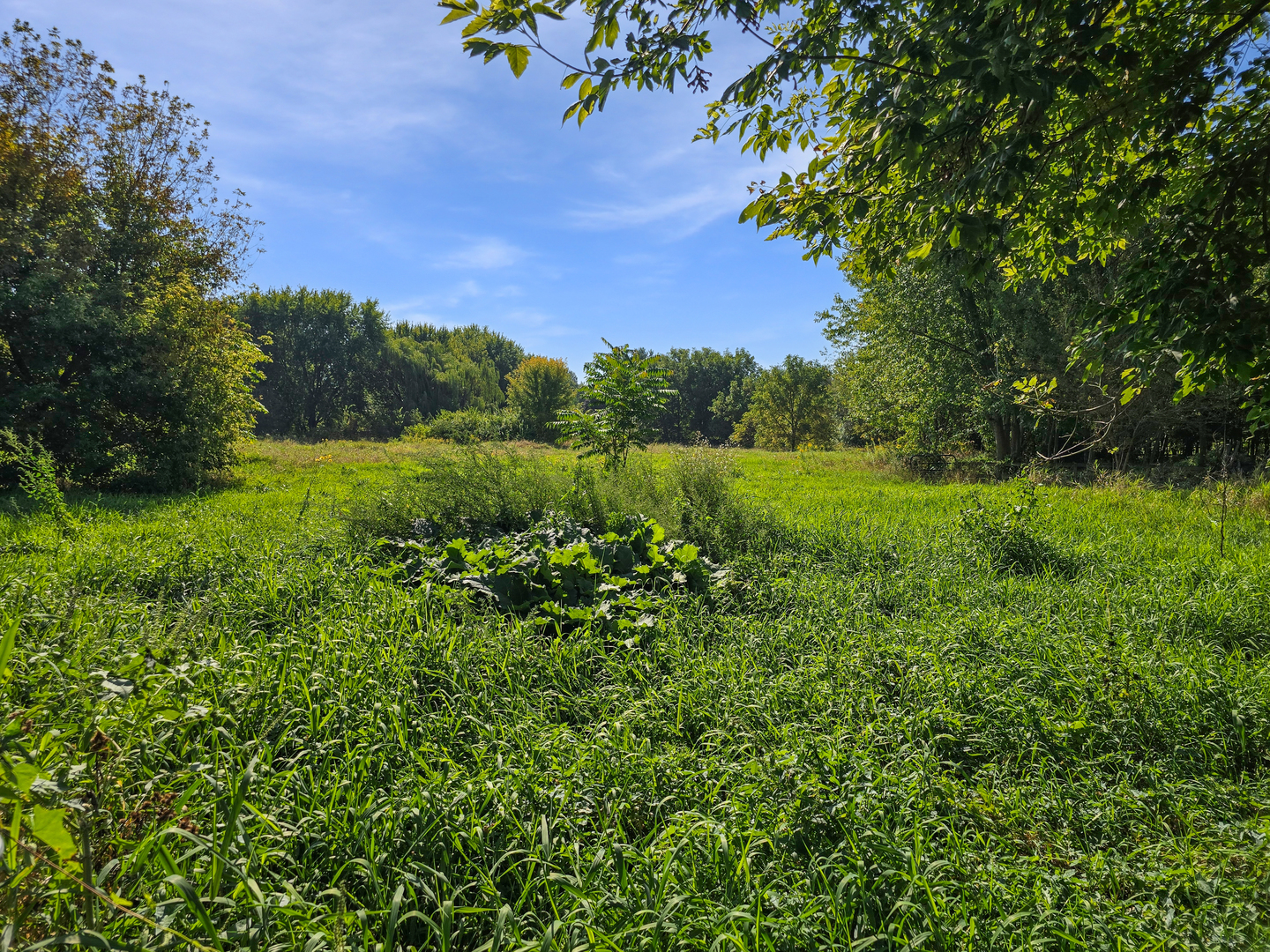 934 Vilmin Road Plano, IL 60545 - Photo 18 of 24 a view of a lush green space