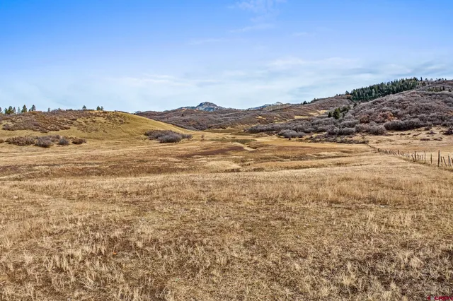 a view of a yard in a forest