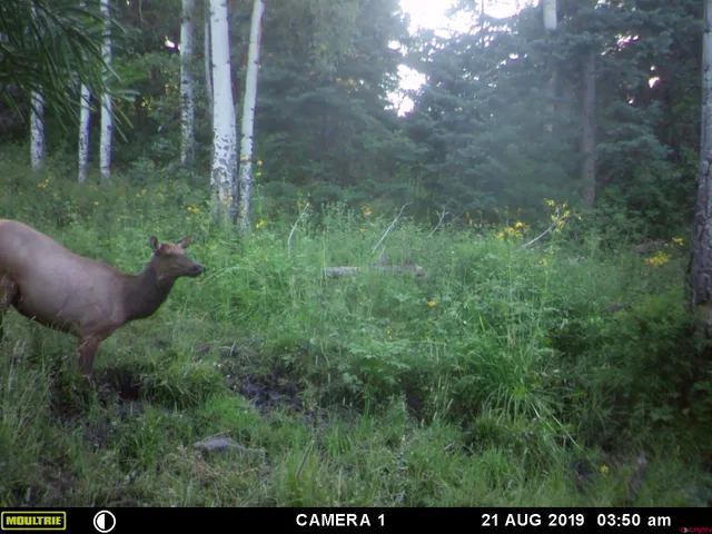 a view of a lake from a yard