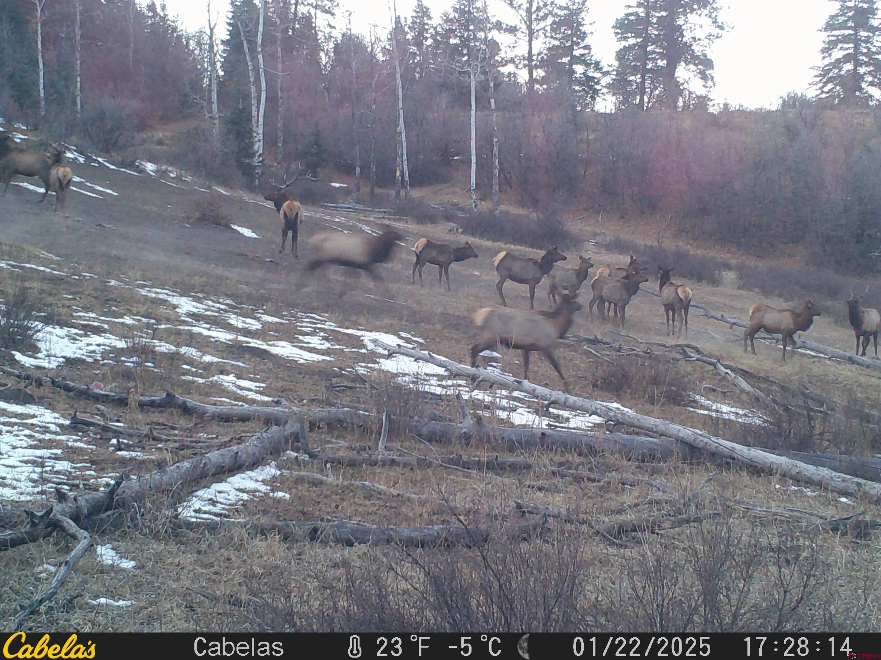 Tbd Tbd Albert Place Chromo, CO 81128 - Photo 4 of 31 a view of a yard with trees in the background