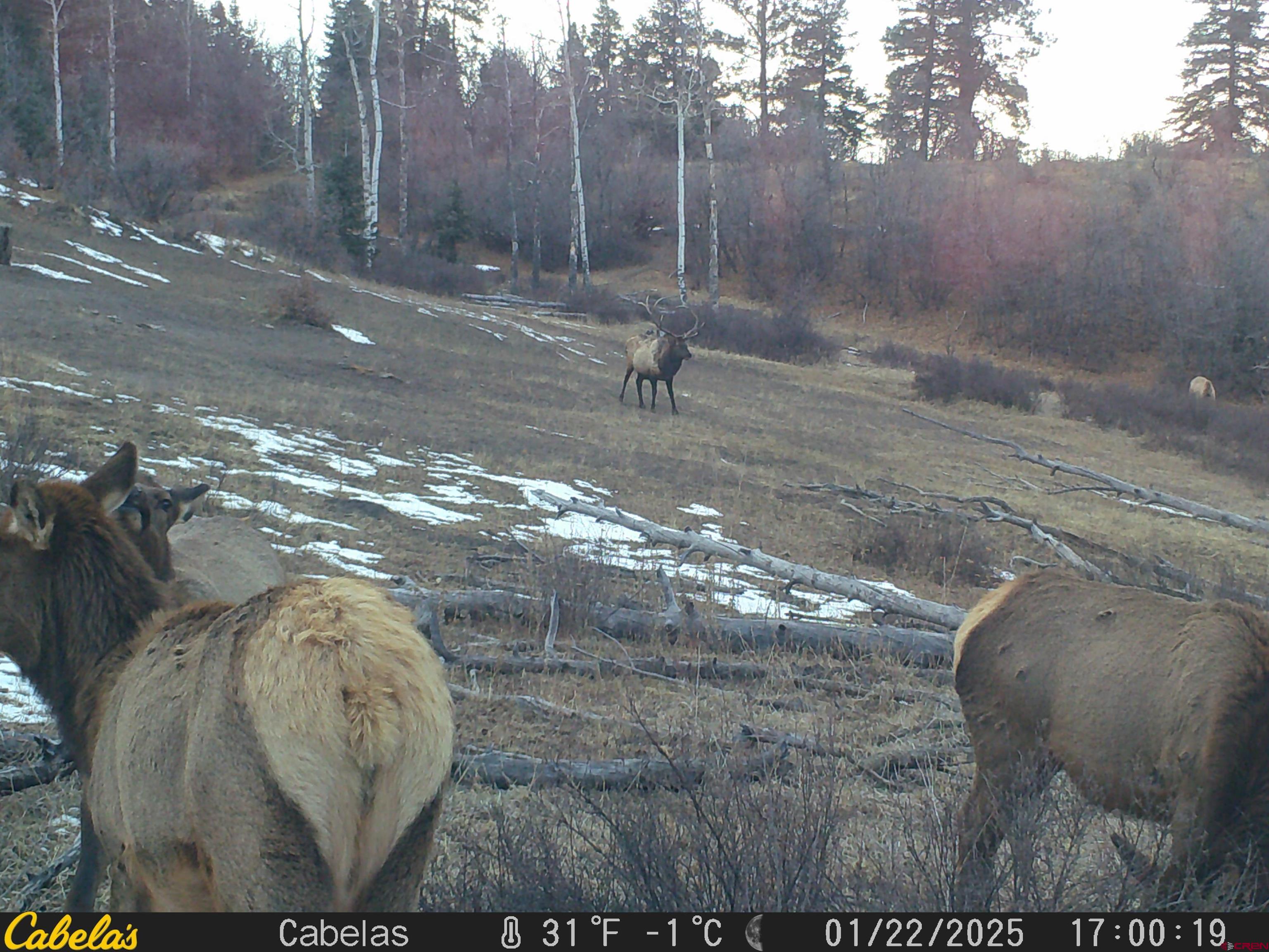 Tbd Tbd Albert Place Chromo, CO 81128 - Photo 5 of 31 a swimming pool with an outdoor space
